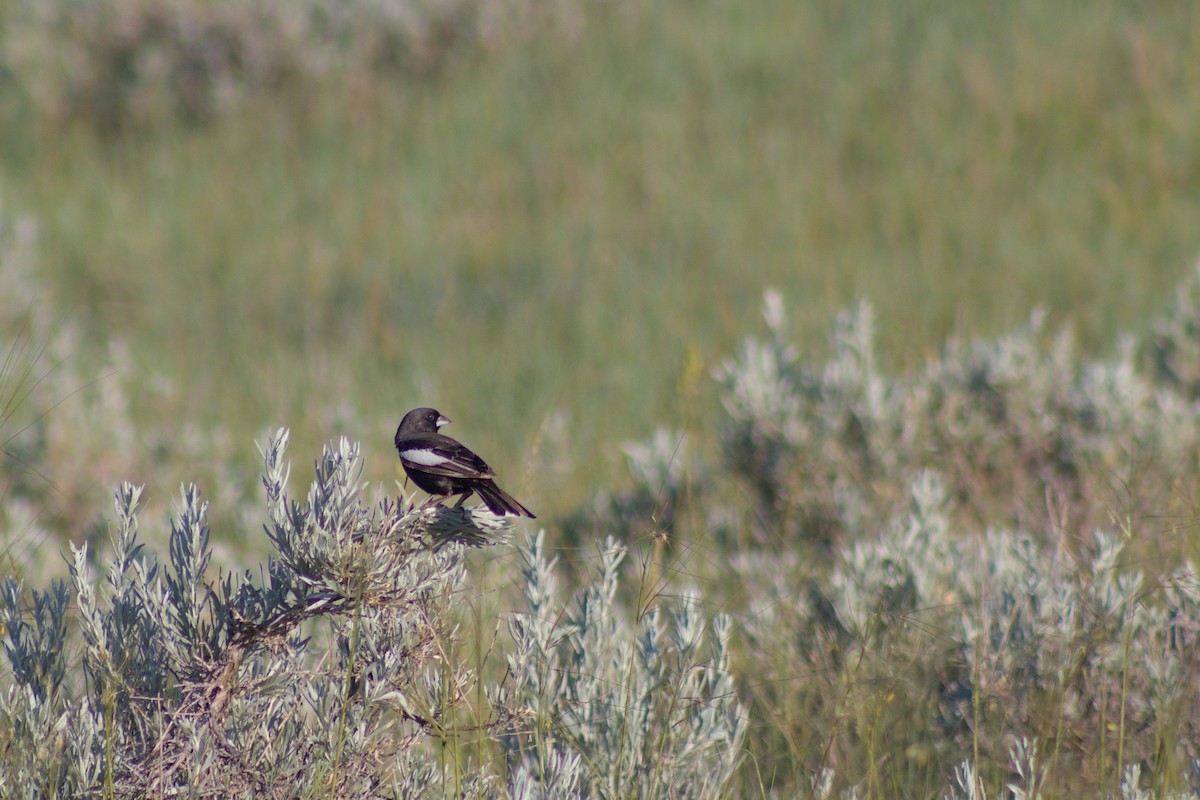 Lark Bunting - ML620955801