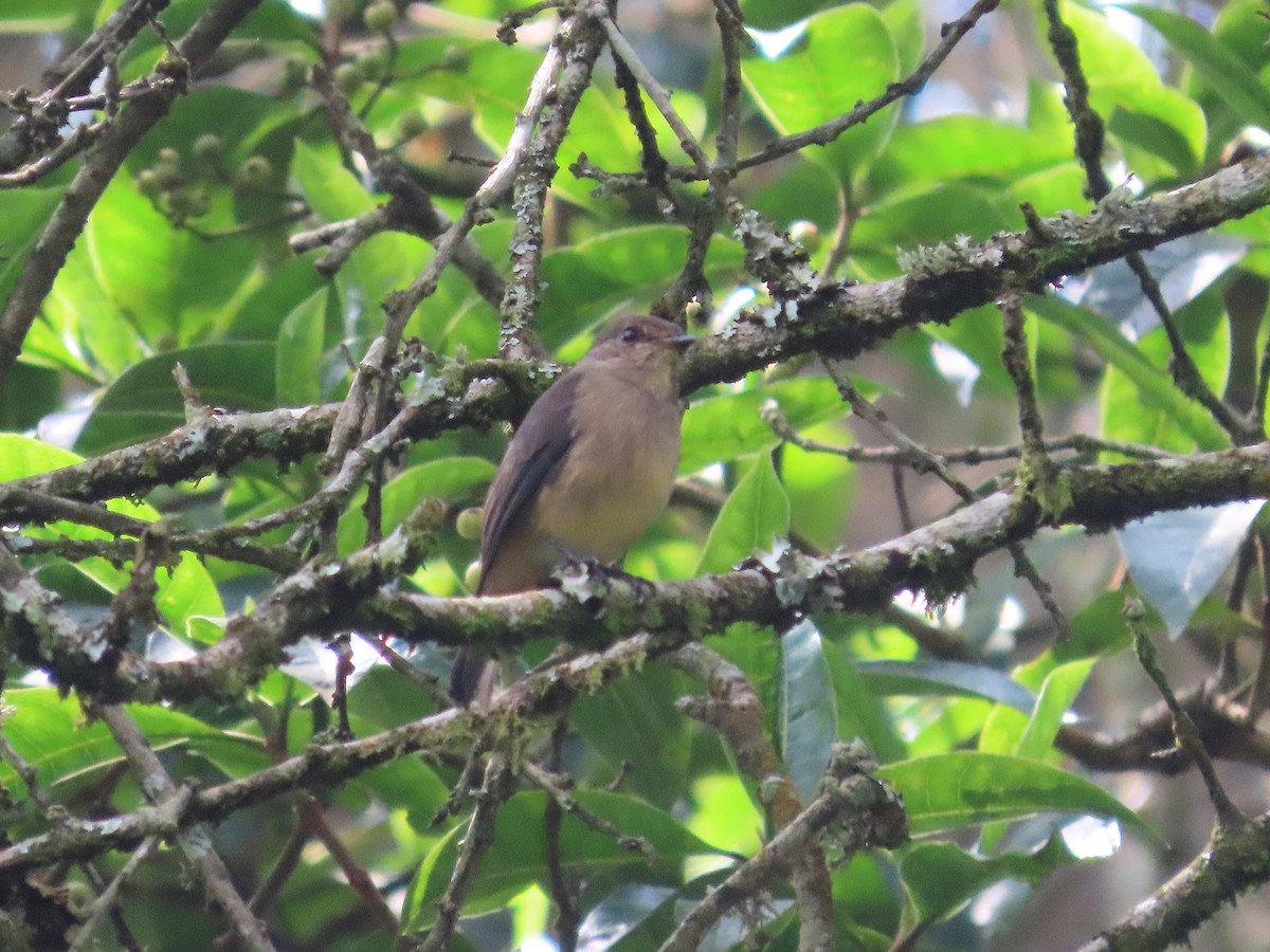 Cinnamon Bracken-Warbler - Michelle Browning