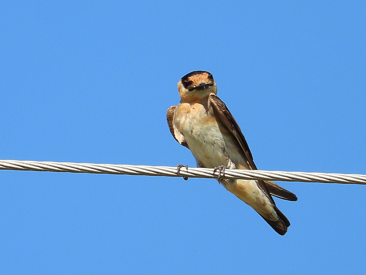 Cave Swallow - ML620955853