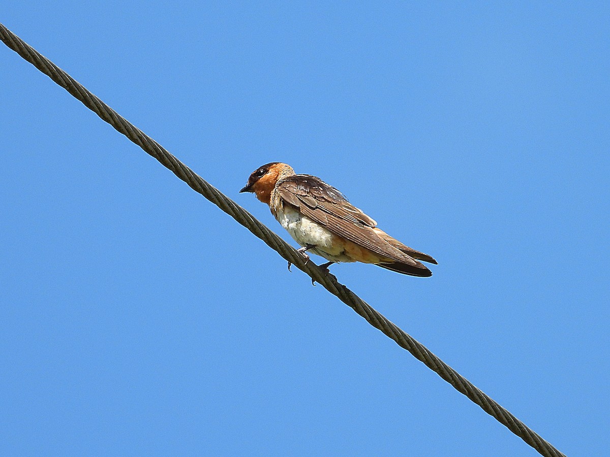 Cave Swallow - ML620955873