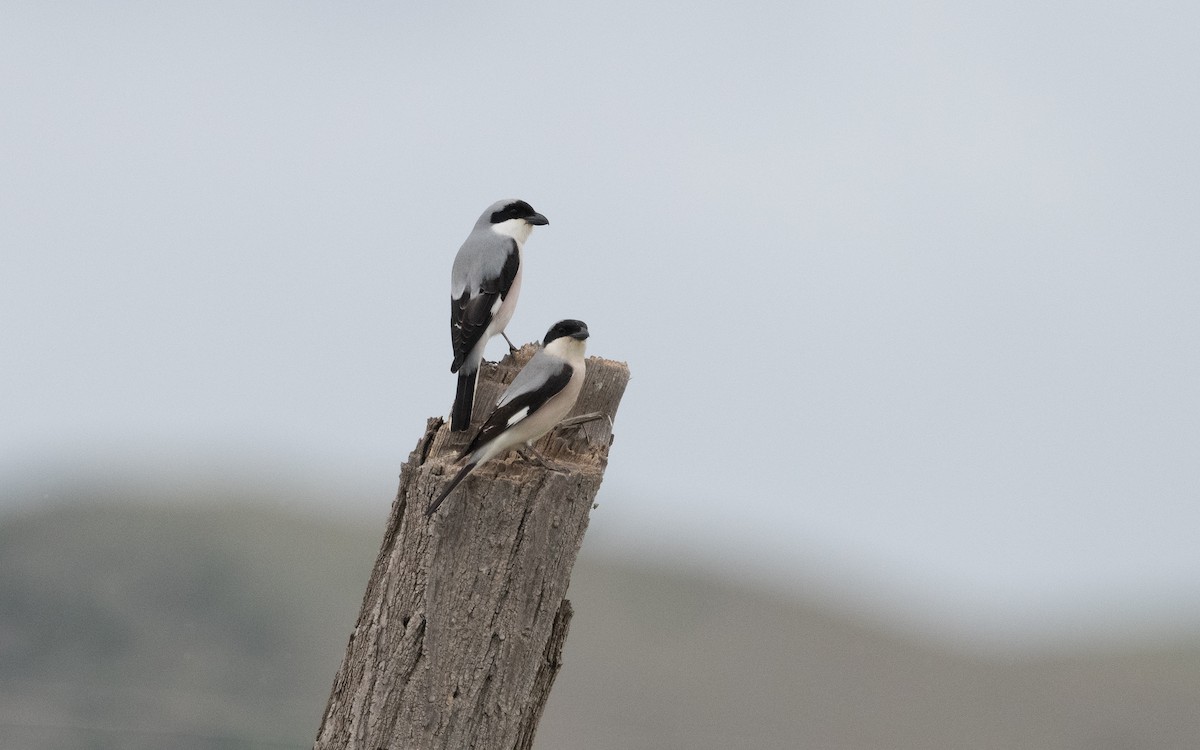 Lesser Gray Shrike - ML620955907