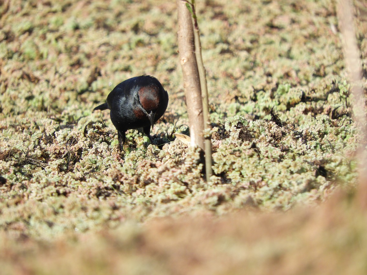 Chestnut-capped Blackbird - ML620955968