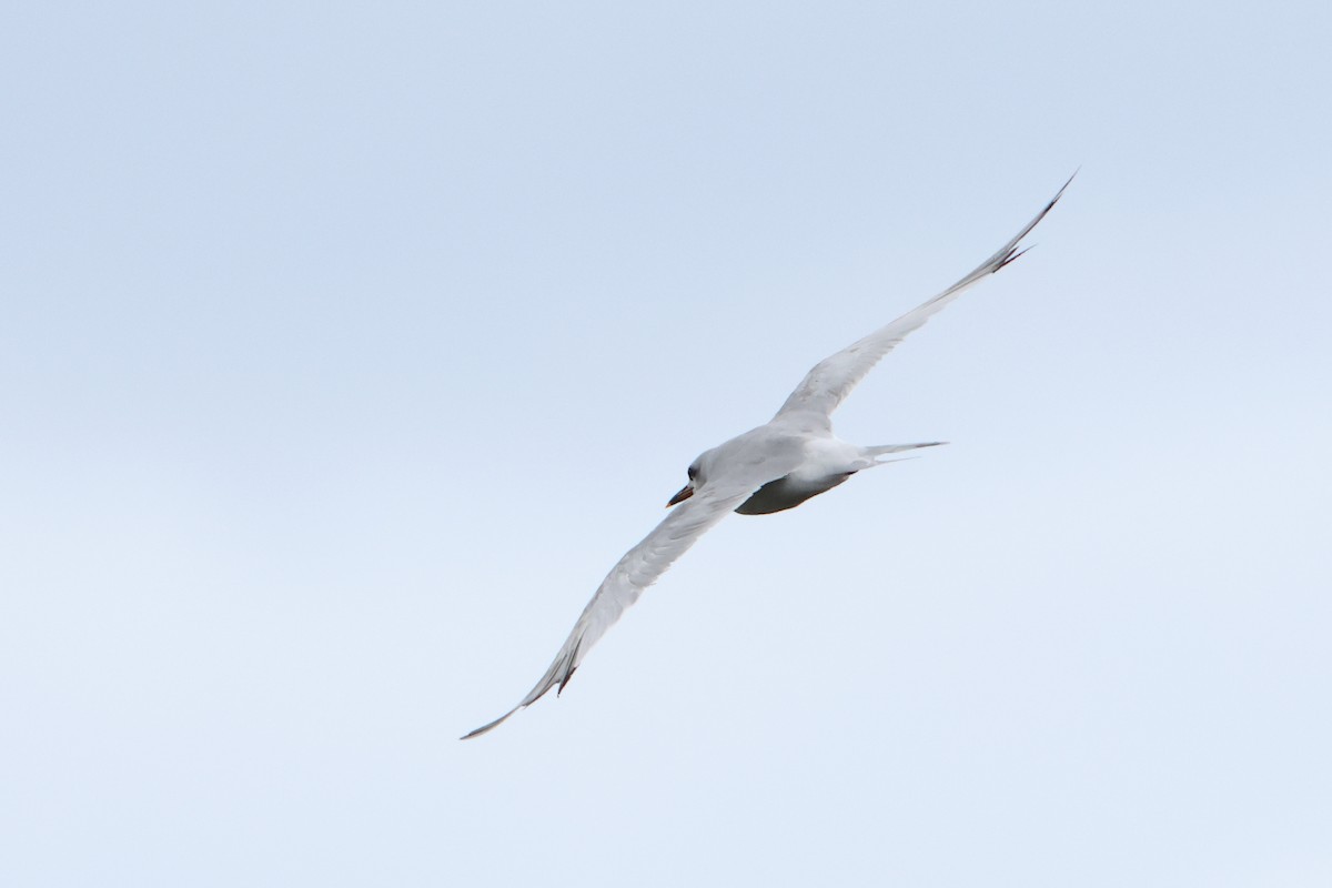 Snowy-crowned Tern - ML620956046