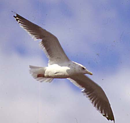 Herring Gull (Vega) - ML620956047