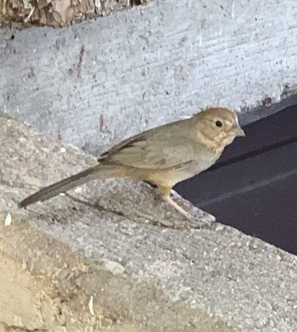 Canyon Towhee - ML620956049