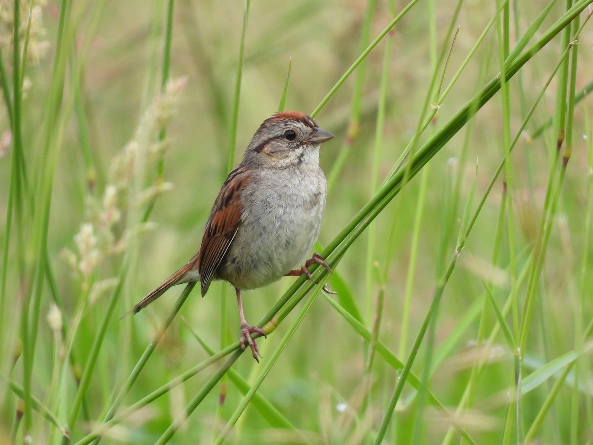 Swamp Sparrow - ML620956059
