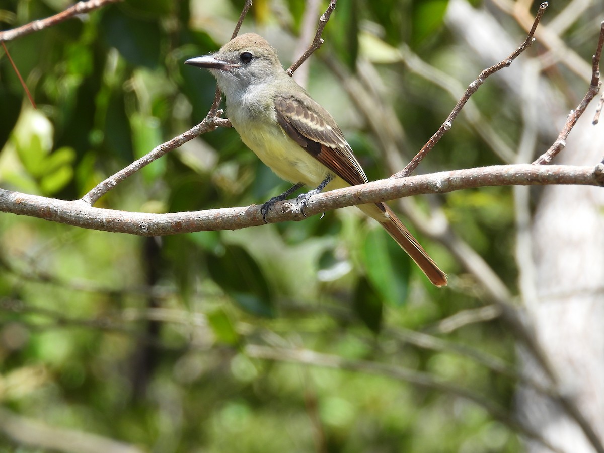 Great Crested Flycatcher - ML620956060