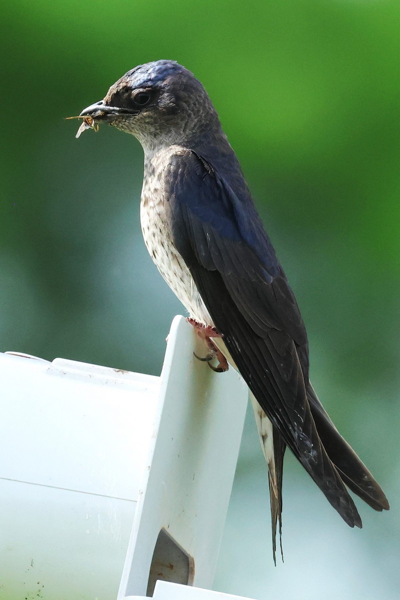 Purple Martin - ML620956379