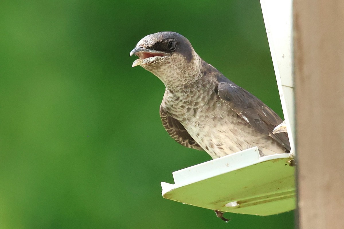 Purple Martin - ML620956381