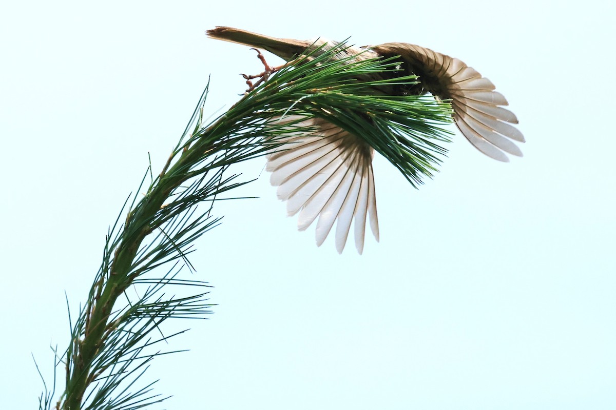 strnadec zpěvný - ML620956387