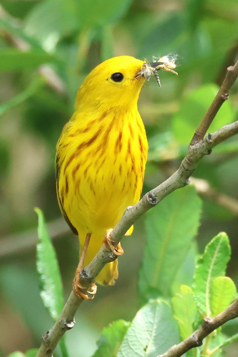 Northern Yellow Warbler - ML620956393
