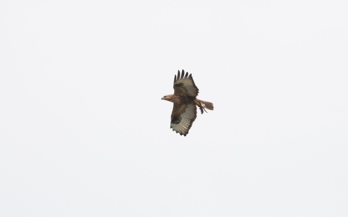 Long-legged Buzzard - ML620956406