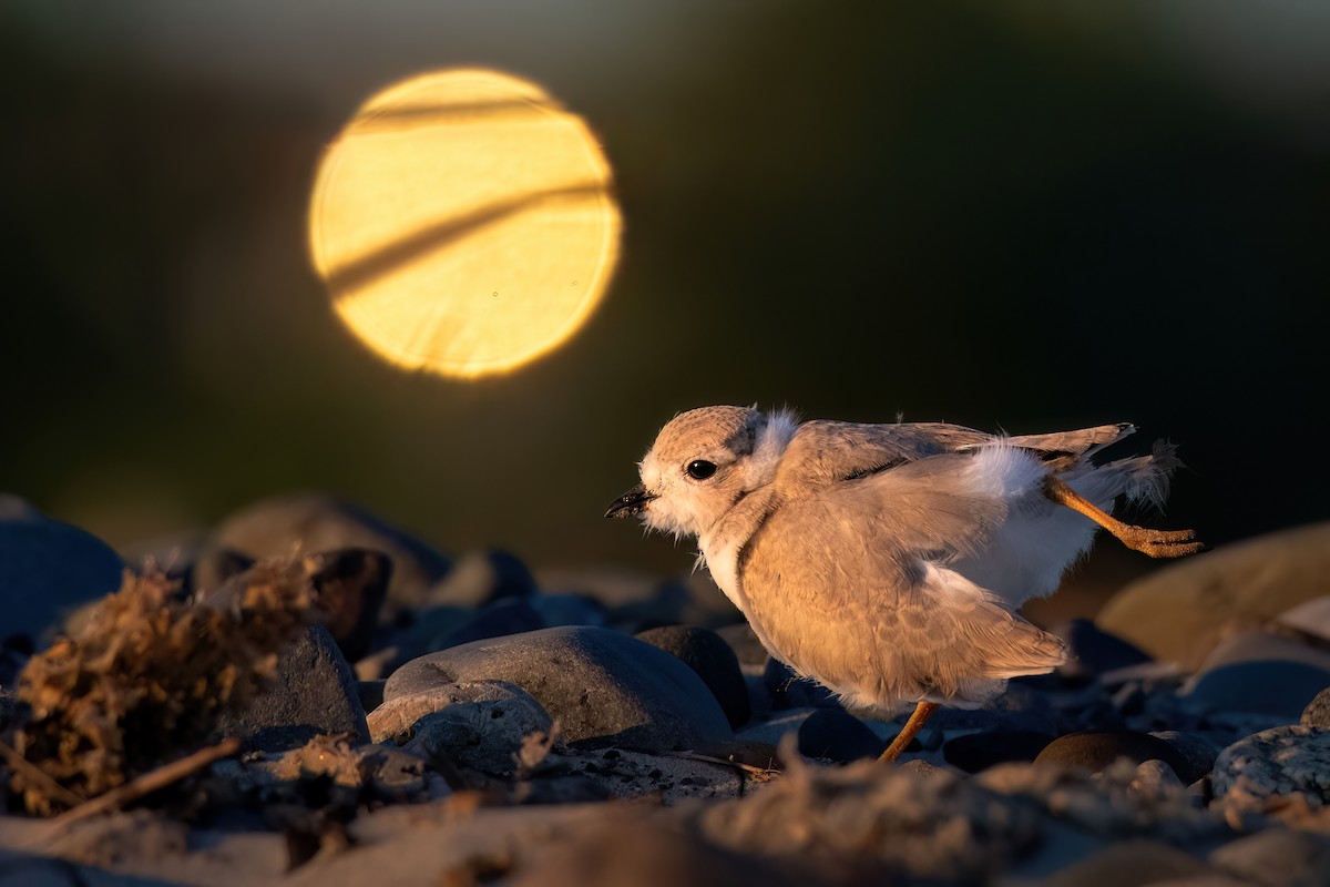 Piping Plover - ML620956508