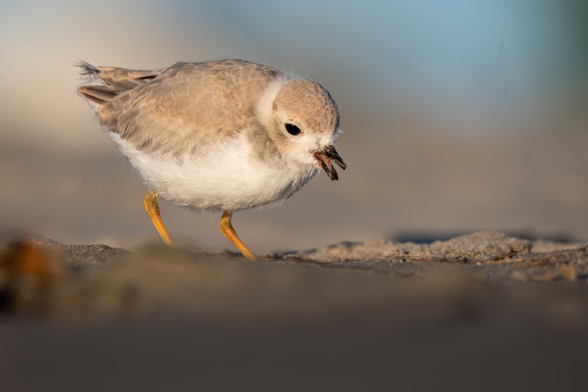 Piping Plover - ML620956509