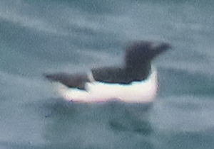 Thick-billed Murre - ML620956546
