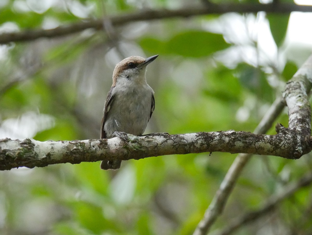 Brown-headed Nuthatch - Jake Streets
