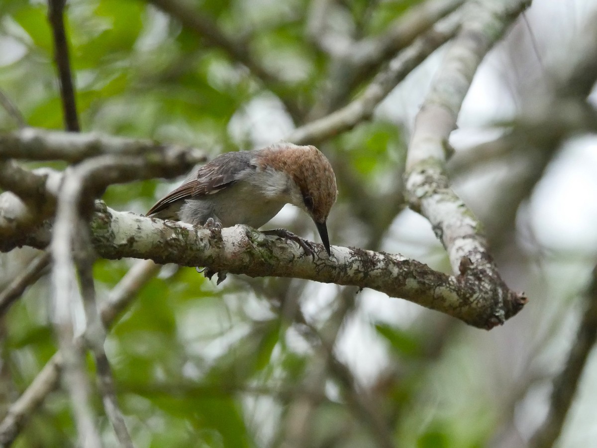 Brown-headed Nuthatch - ML620956570