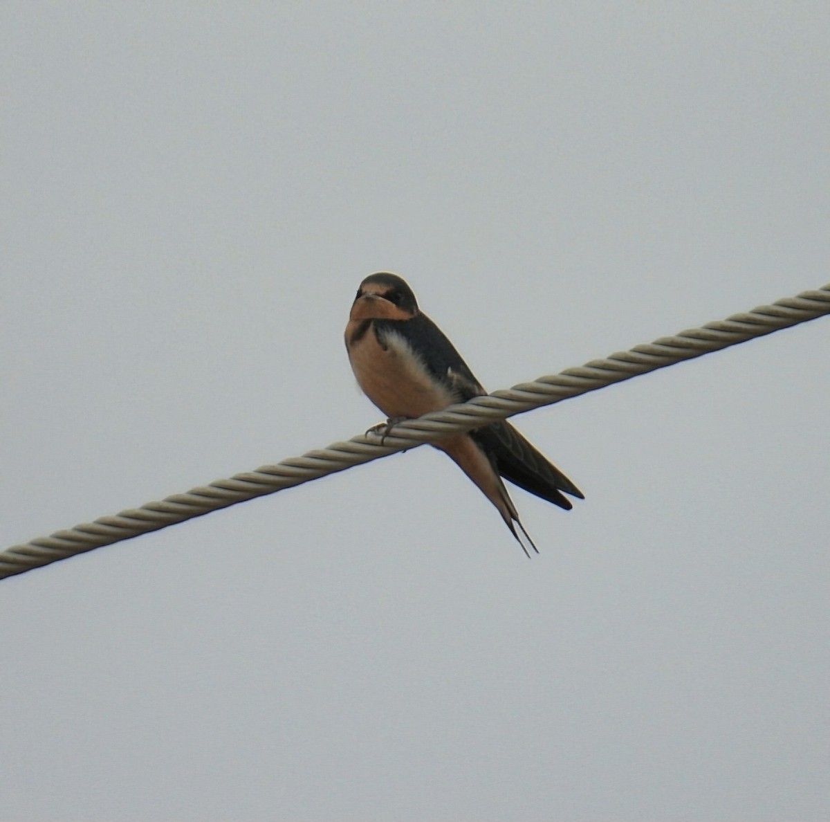 Barn Swallow (American) - ML620956604