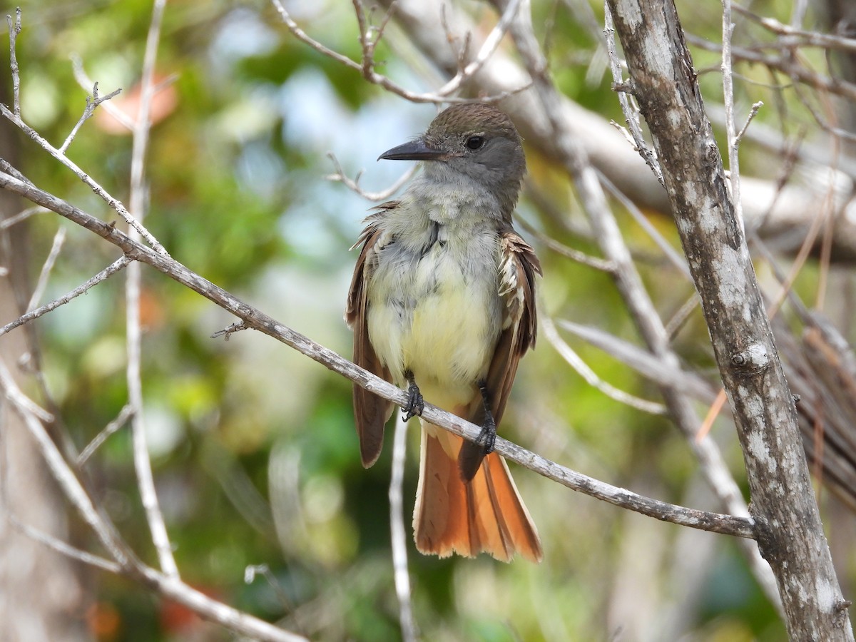 Great Crested Flycatcher - ML620956623