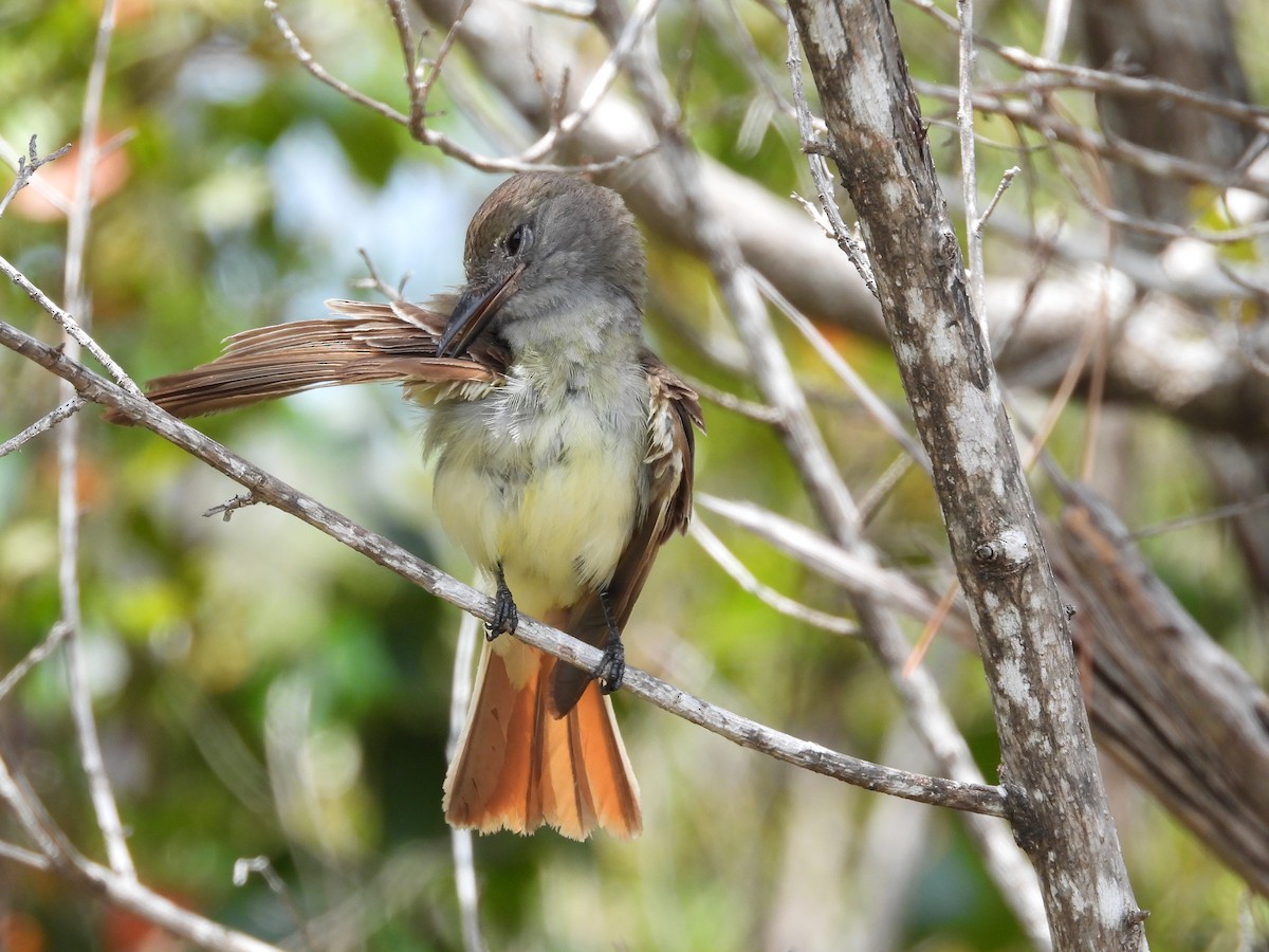 Great Crested Flycatcher - ML620956624