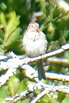 Field Sparrow - ML620956626