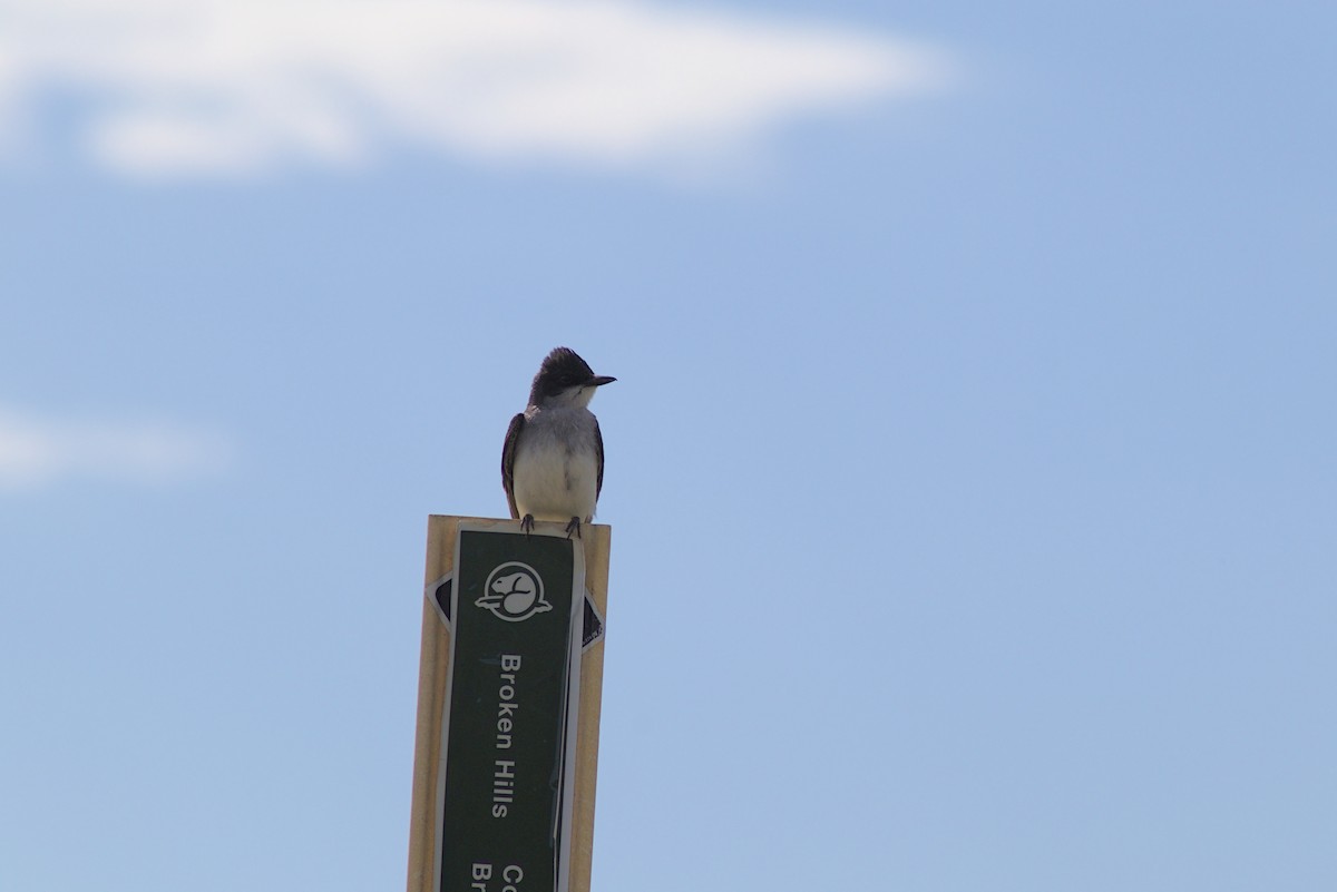 Eastern Kingbird - ML620956690