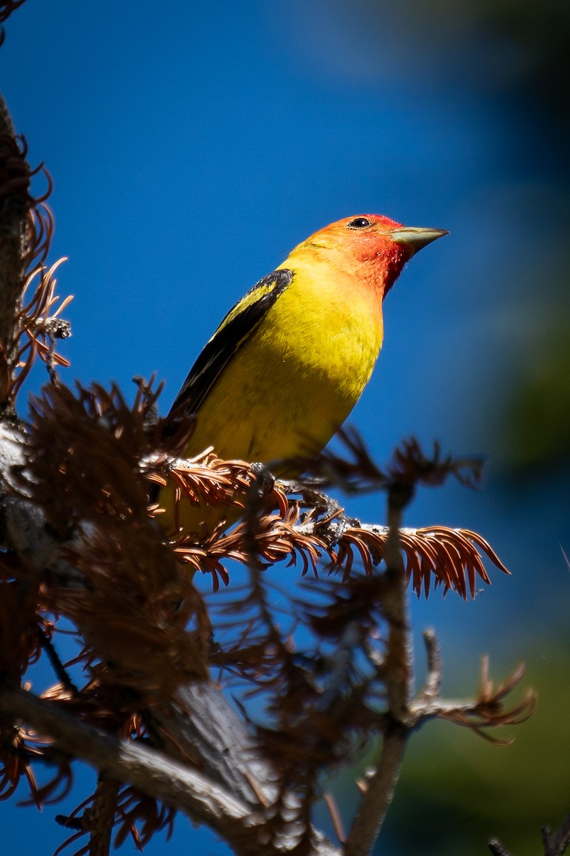 Western Tanager - ML620956740