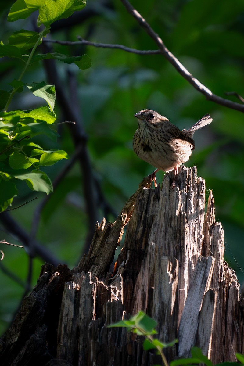 Lincoln's Sparrow - ML620956748