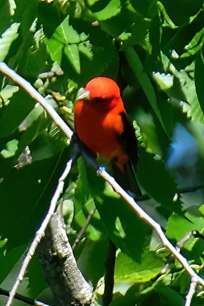 Scarlet Tanager - ML620956751