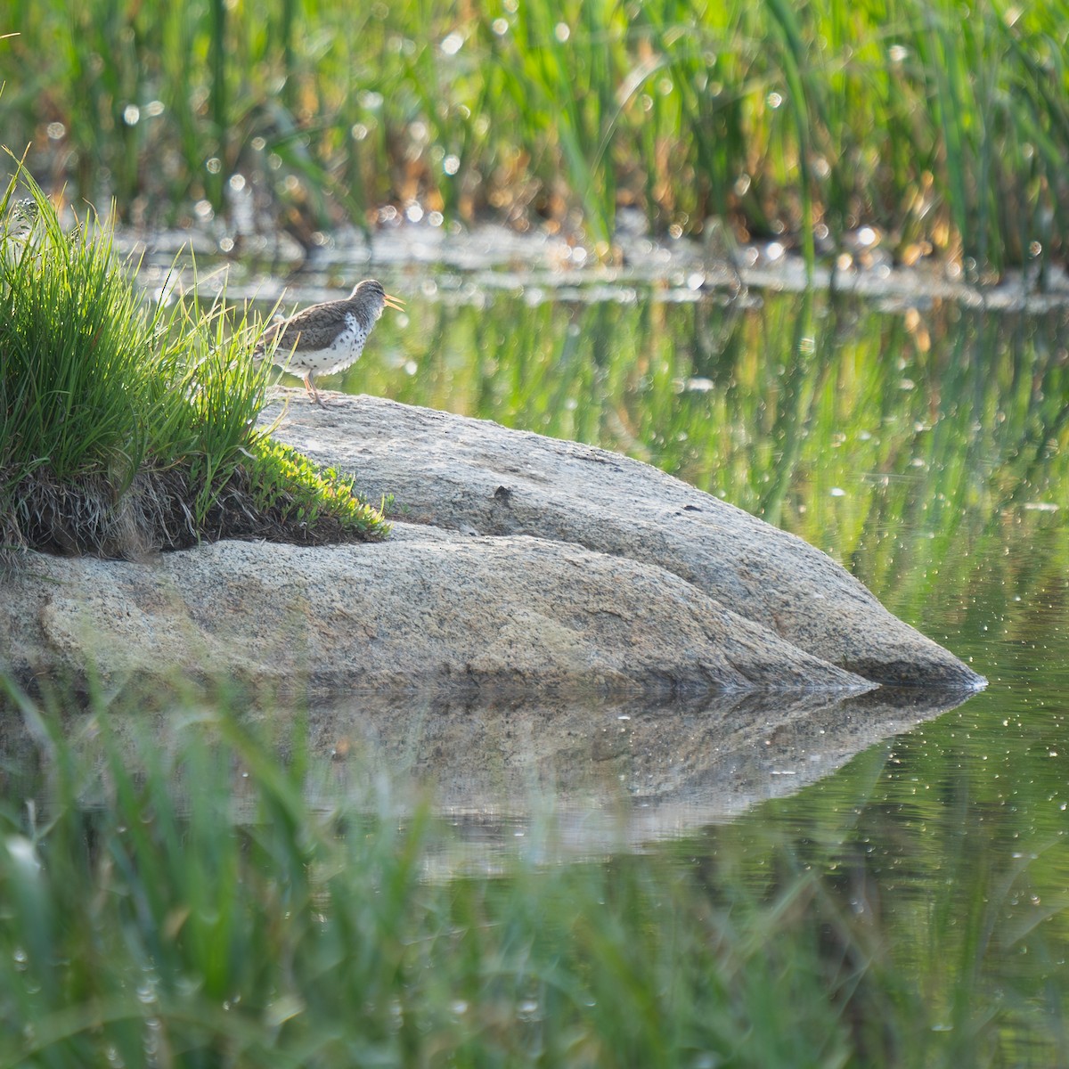 Spotted Sandpiper - ML620956756