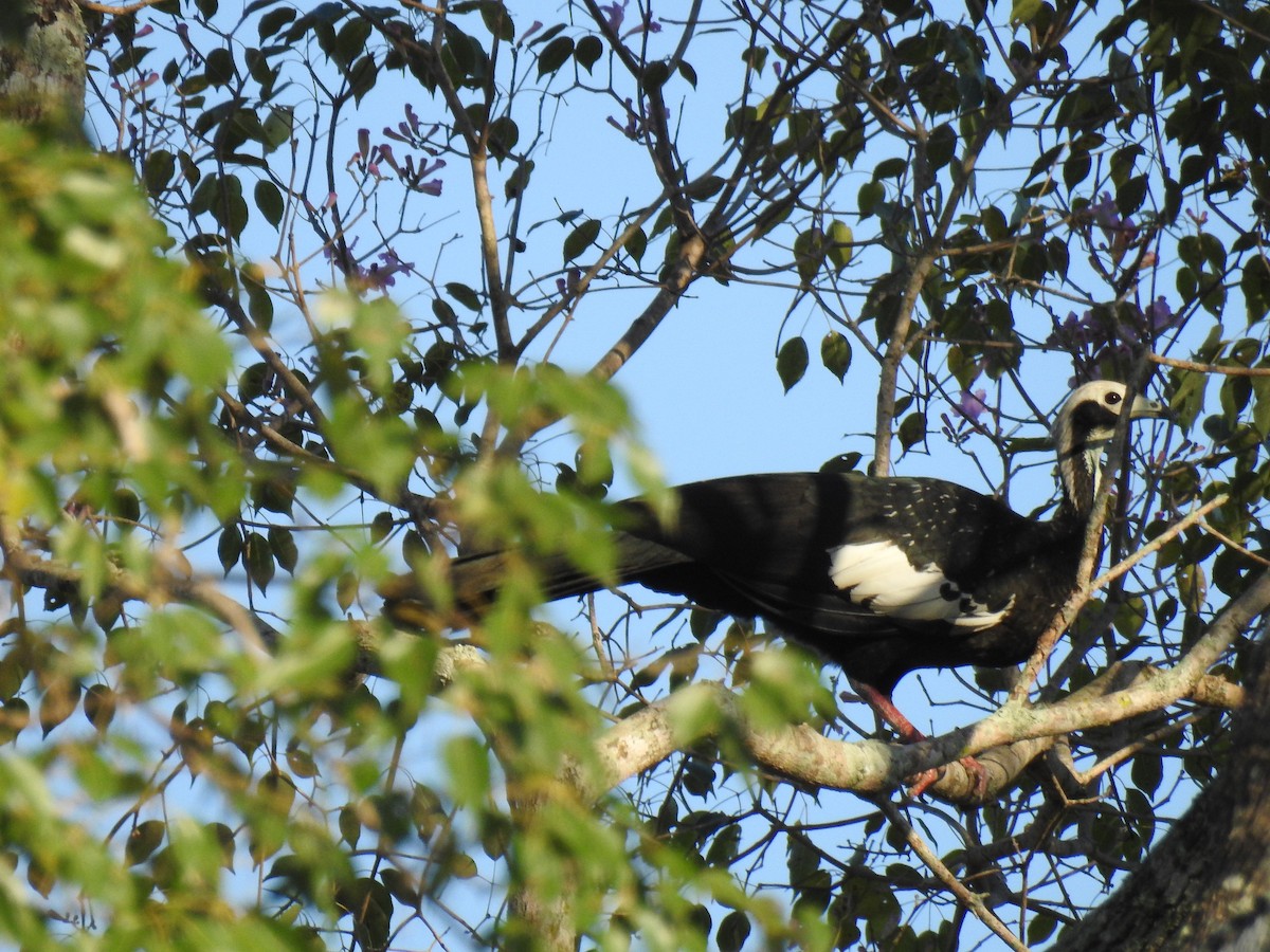 Blue-throated Piping-Guan - ML620956837