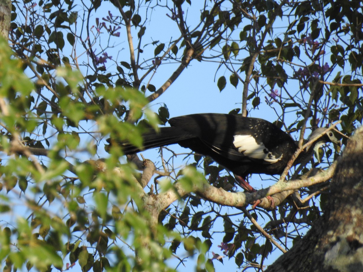 Blue-throated Piping-Guan - ML620956838