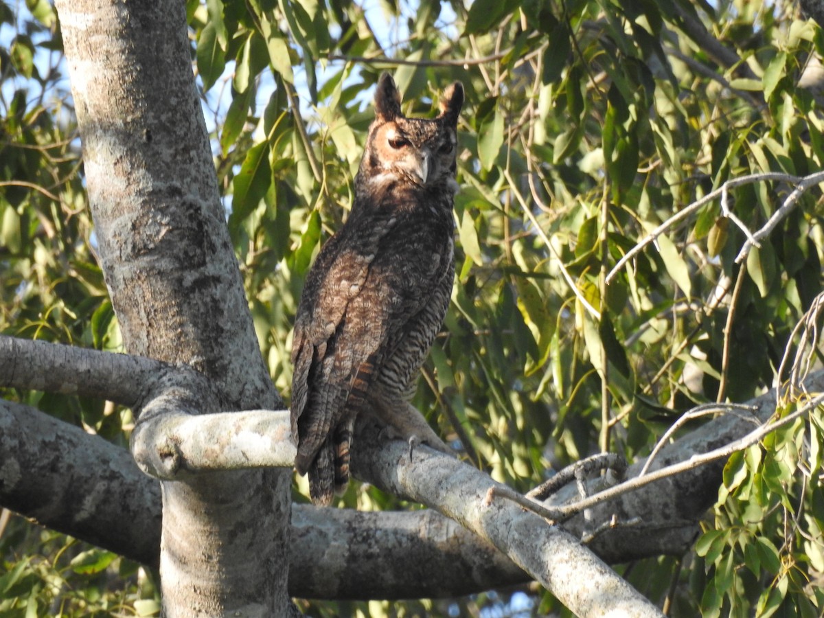 Great Horned Owl - ML620956867
