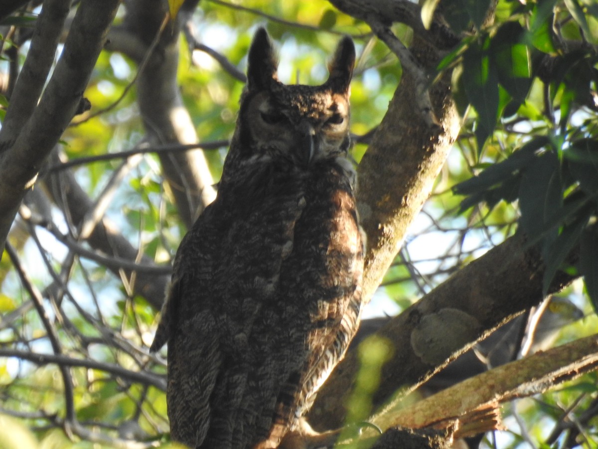 Great Horned Owl - ML620956869