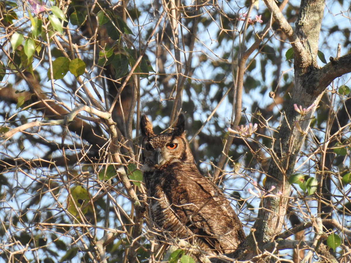 Great Horned Owl - ML620956870