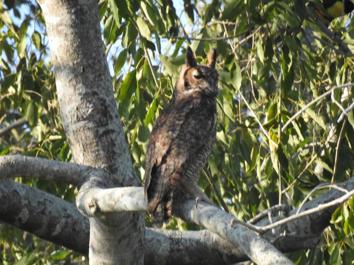 Great Horned Owl - ML620956871