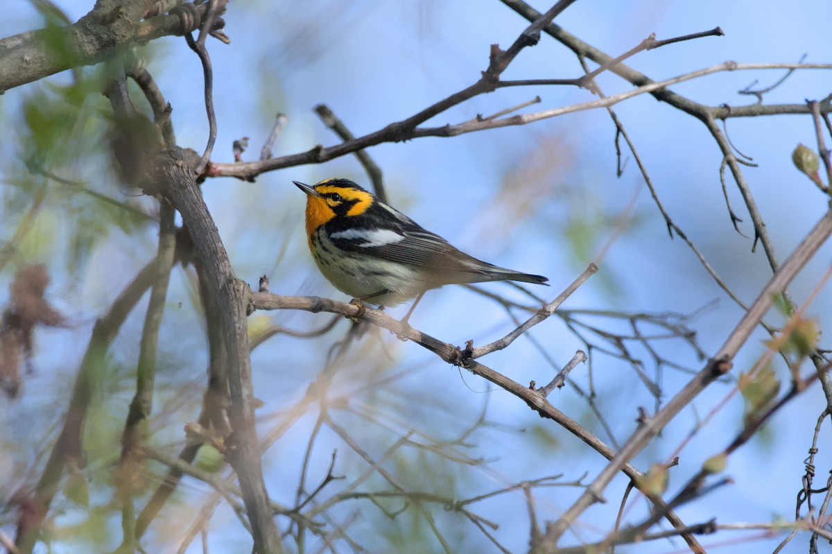 Blackburnian Warbler - ML620956912