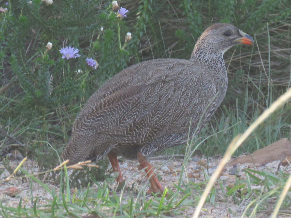 Cape Spurfowl - ML620956916