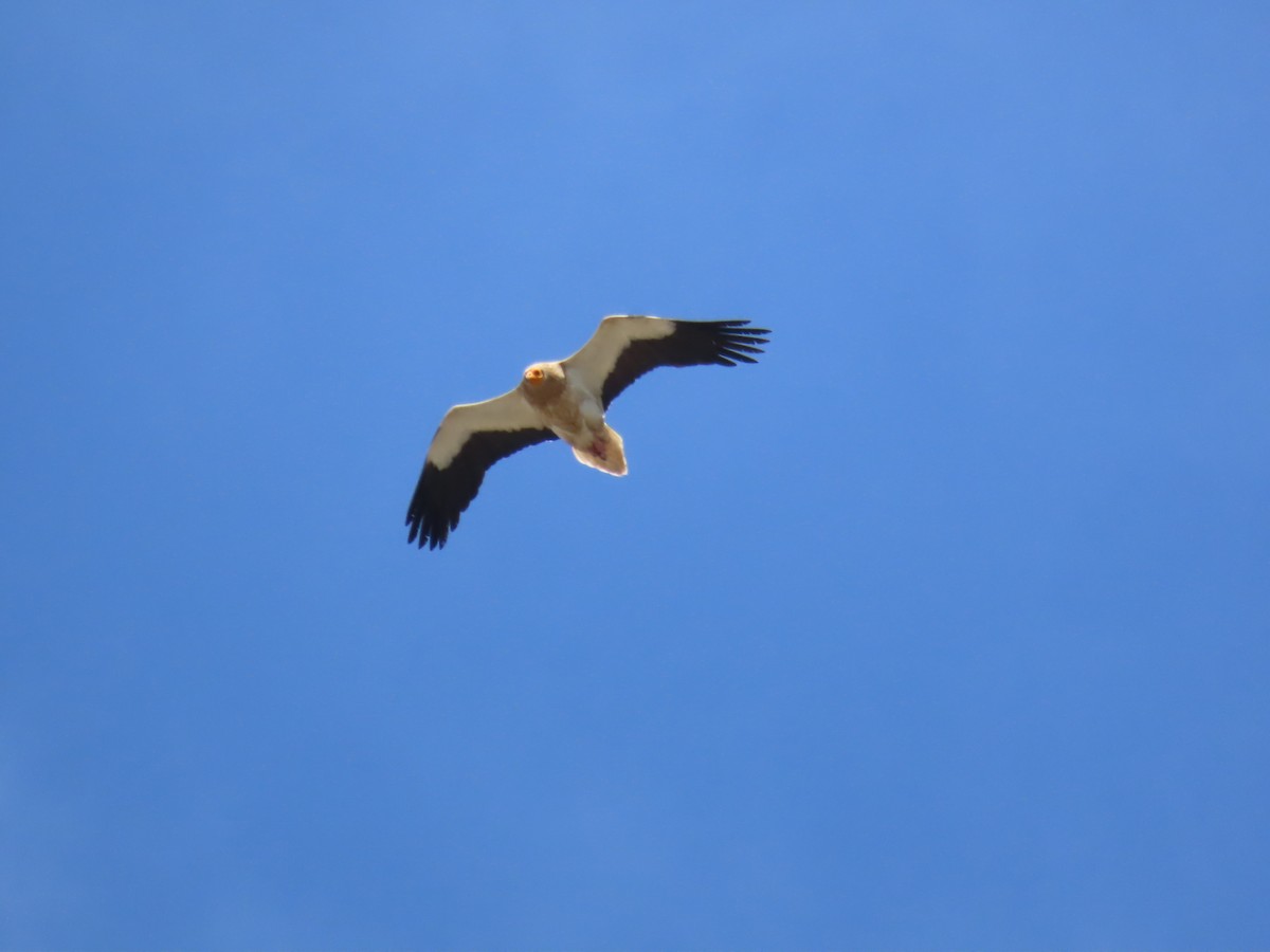 Egyptian Vulture - Guillaume Réthoré