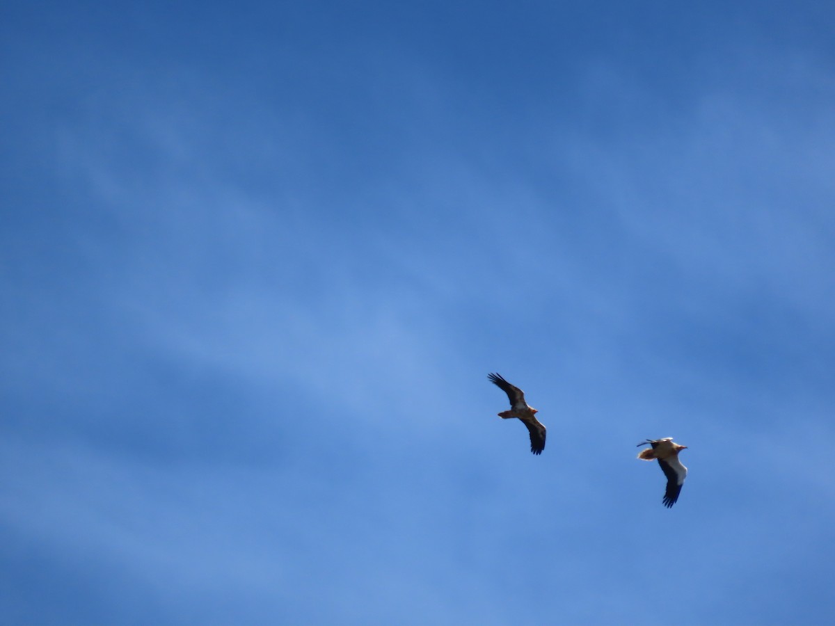 Egyptian Vulture - ML620956942