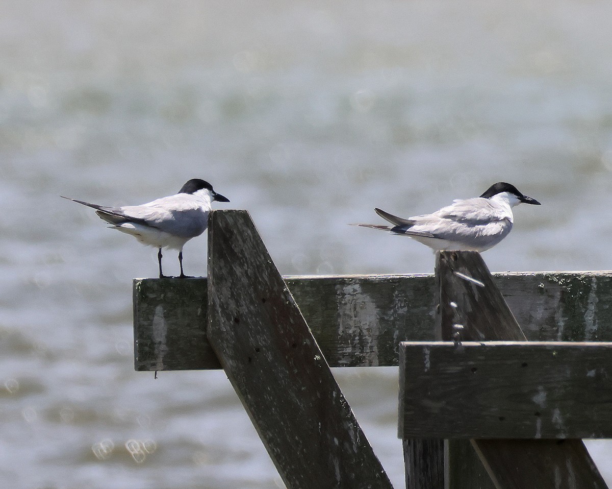 Gull-billed Tern - ML620957134