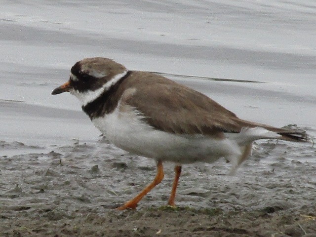 Common Ringed Plover - ML620957142