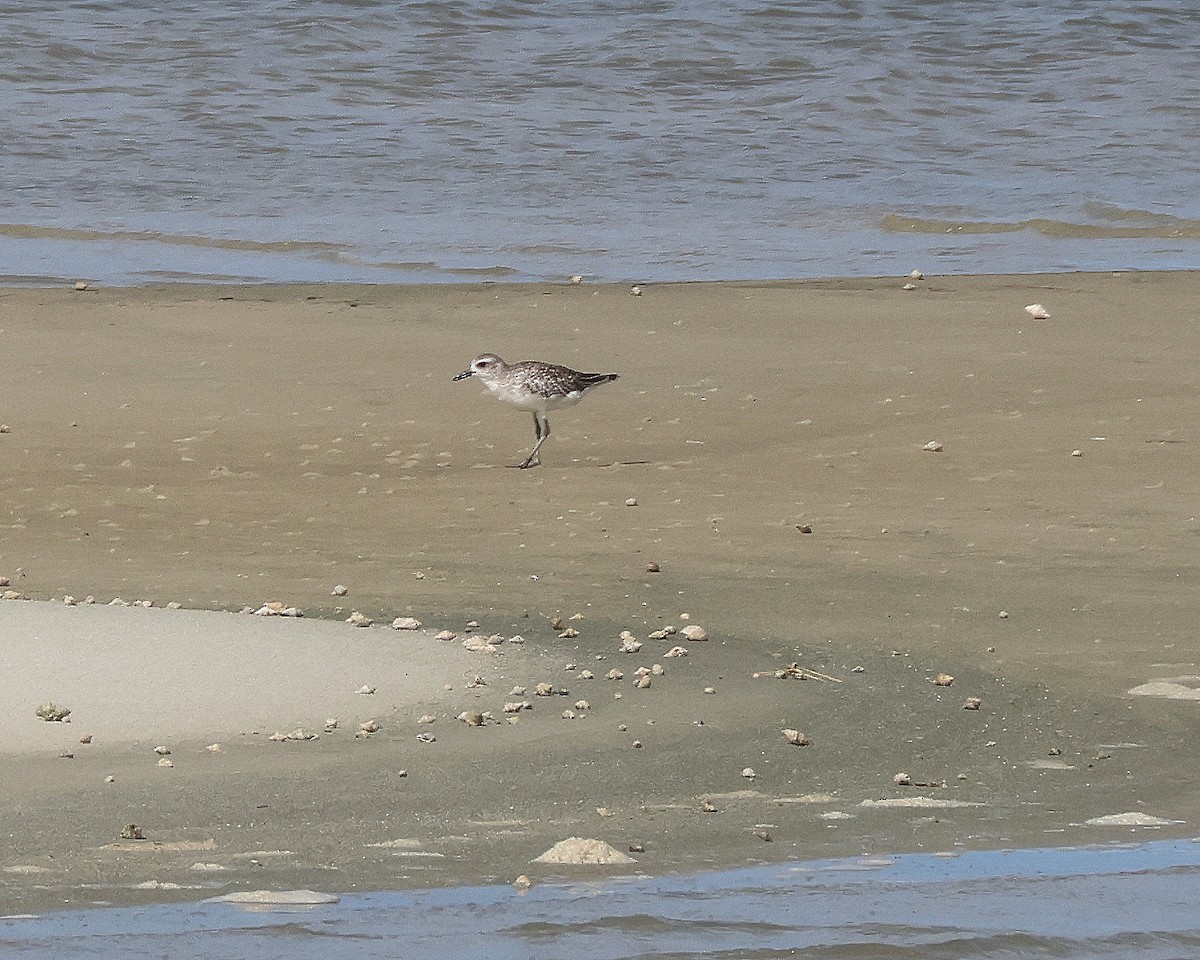 Black-bellied Plover - ML620957193