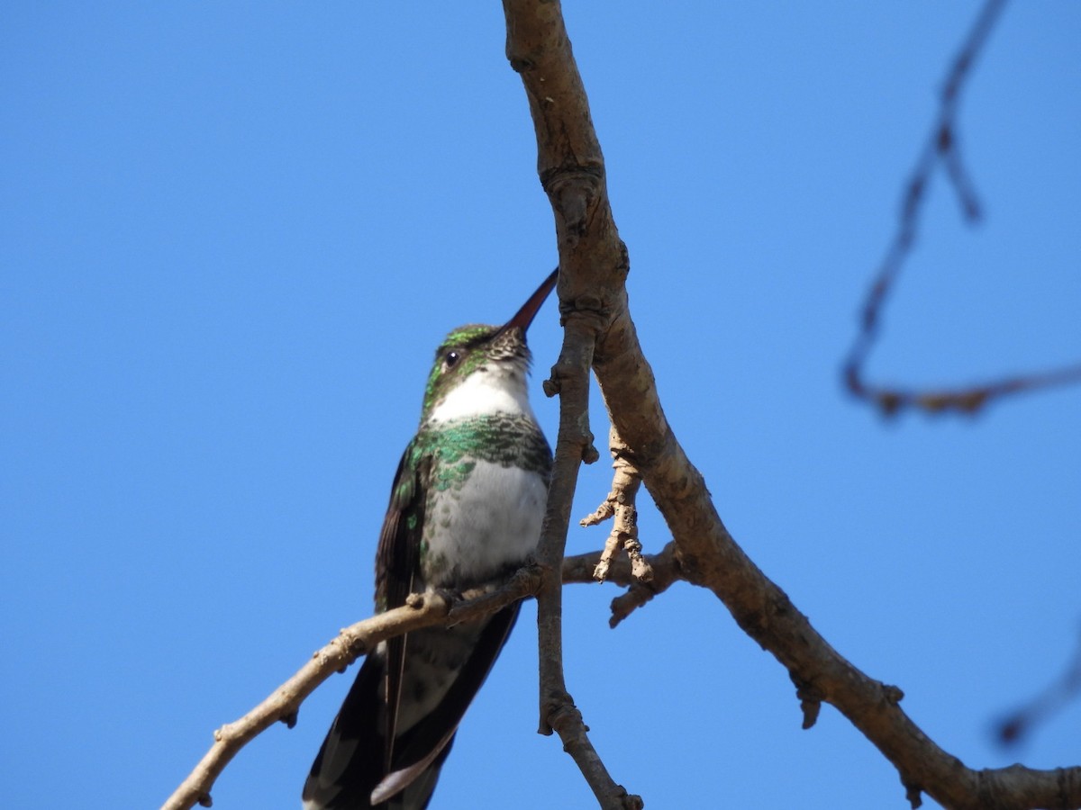 White-throated Hummingbird - ML620957281
