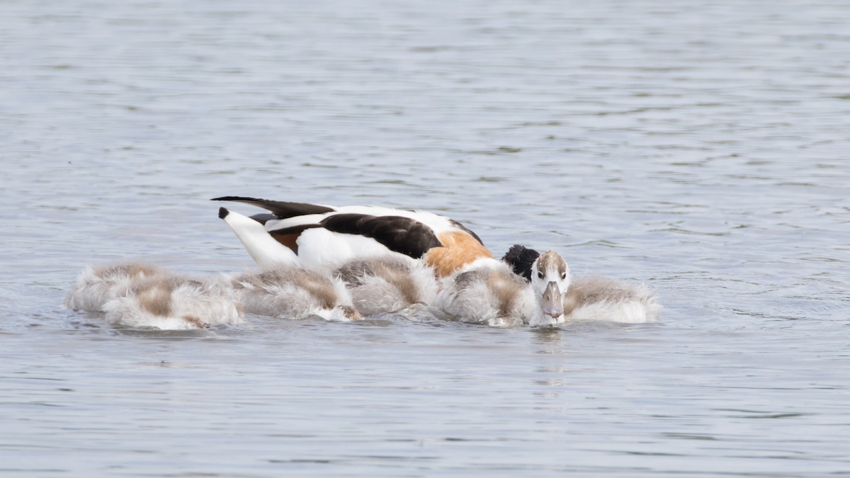 Common Shelduck - ML620957286