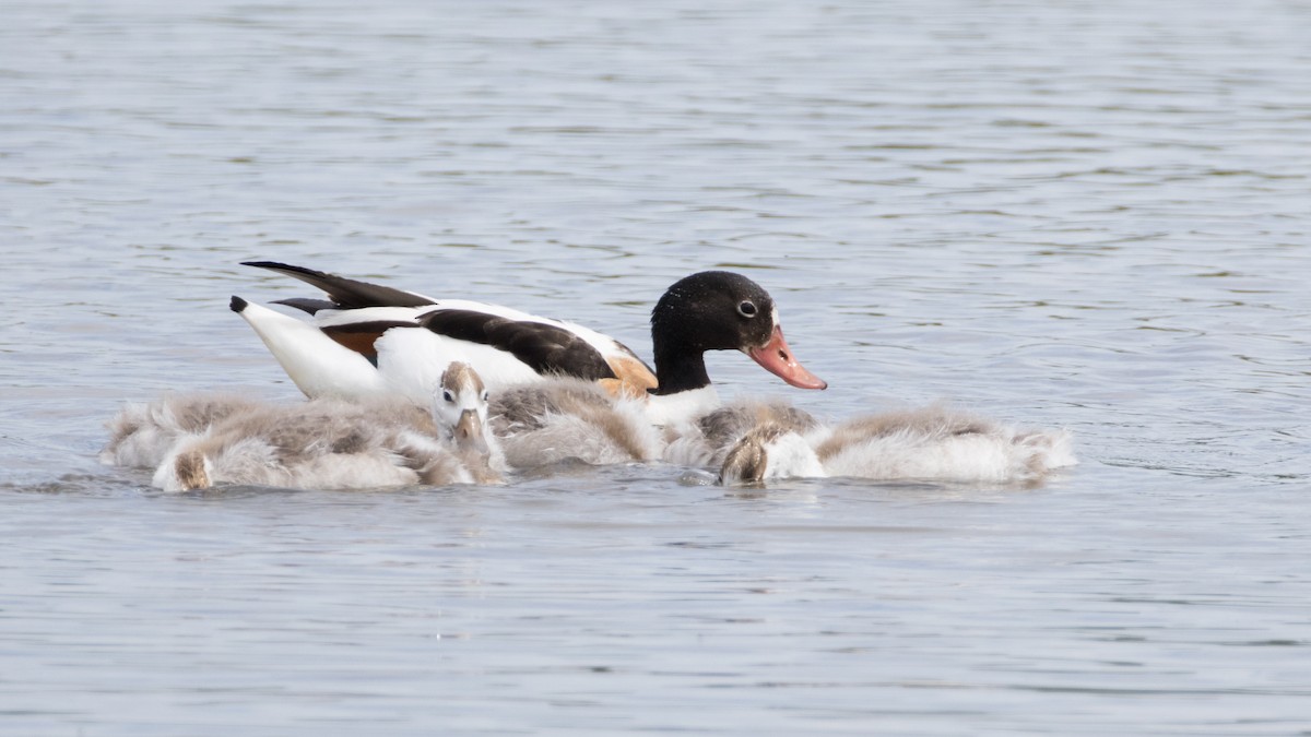 Common Shelduck - ML620957287