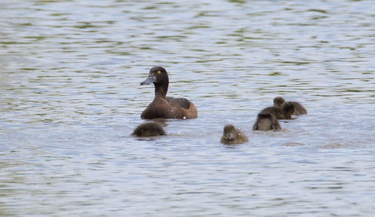 Tufted Duck - ML620957298