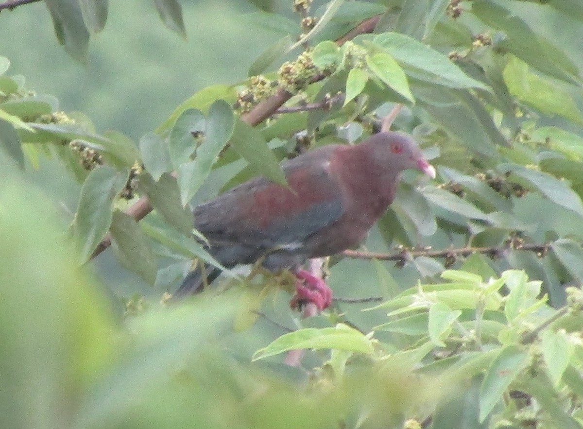 Red-billed Pigeon - ML620957319