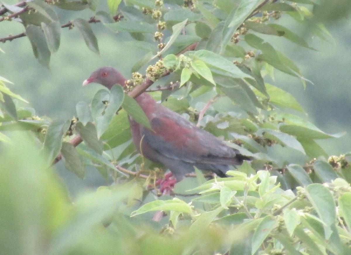 Red-billed Pigeon - ML620957320