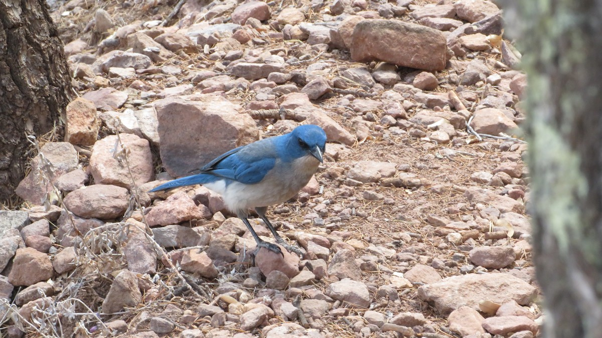Mexican Jay - ML620957360